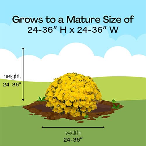 Chrysanthemum Yellow (Mum) Plant 3 Quart - Image 8