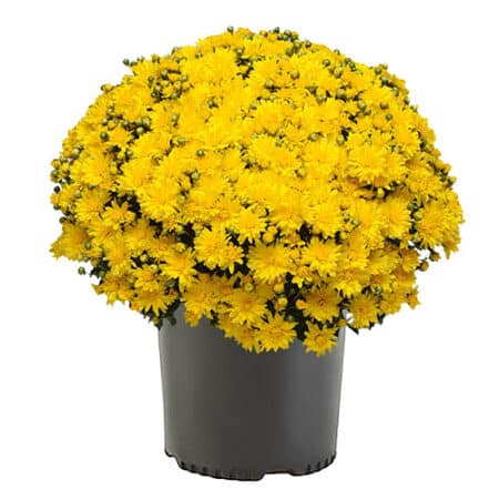 Chrysanthemum Yellow (Mum) Plant 3 Quart