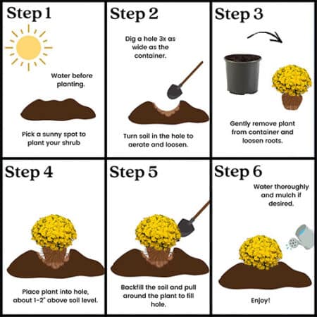 Chrysanthemum Yellow (Mum) Plant 3 Quart - Image 7