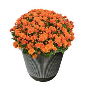 Chrysanthemum Orange (Mum) Plant 11.5 inch Decorative Pot