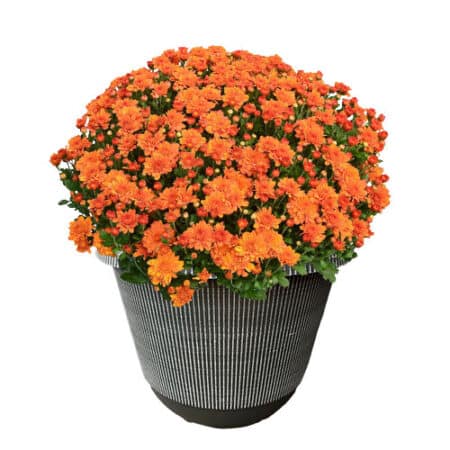 Chrysanthemum Orange (Mum) Plant 11.5 inch Decorative Pot