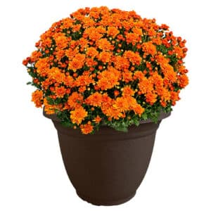 Chrysanthemum Orange (Mum) Plant 11.5 inch Decorative Pot