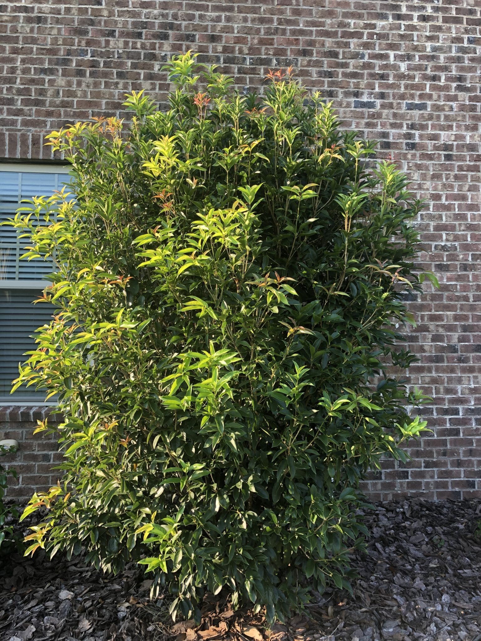 Osmanthus tea olive shrub plants direct to you