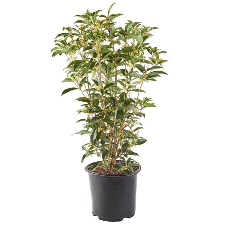 Osmanthus Tea Olive Shrub Plants Direct To You