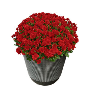 Chrysanthemum Red (Mum) Plant 11.5 inch Decorative Pot
