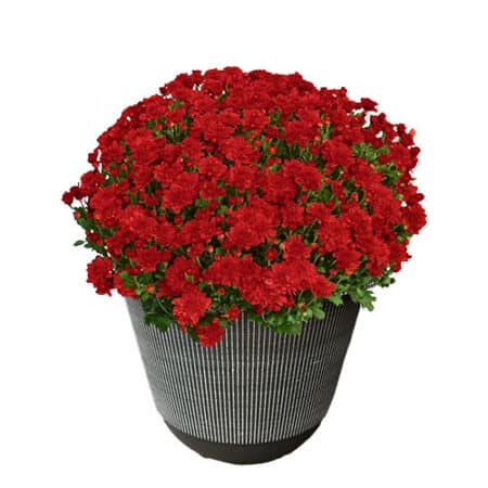 Chrysanthemum Red (Mum) Plant 11.5 inch Decorative Pot