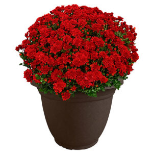 Chrysanthemum Red (Mum) Plant 11.5 inch Decorative Pot