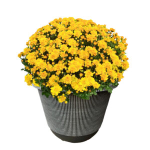 Chrysanthemum Yellow (Mum) Plant 11.5 inch Decorative Pot