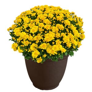 Chrysanthemum Yellow (Mum) Plant 11.5 inch Decorative Pot