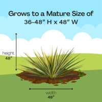 Color Guard Yucca Shrub 2.25 Gallon – Plants Direct To You