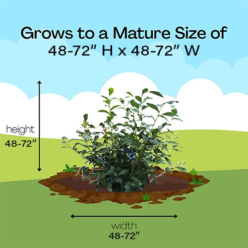 Blueberry, O'Neal Shrub 2.25 Gallon - Image 6