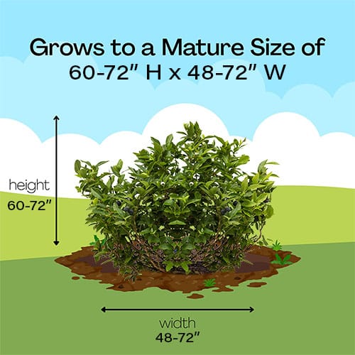 Blueberry, Sharpblue Shrub (2.5 Quart) - Image 7