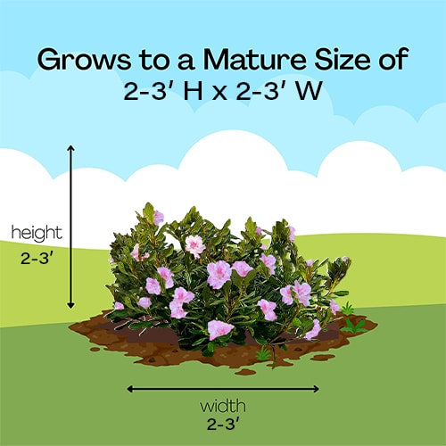 Azalea, Conversation Piece Pink 2.25 Gallon - Image 5