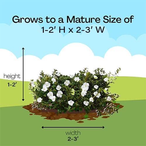 Azalea, Gumpo White (2.25 Gallon) - Image 6