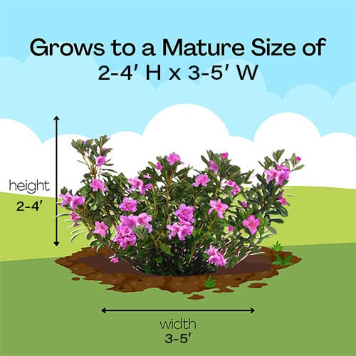 Azalea, Karen 2.25 Gallon - Image 6