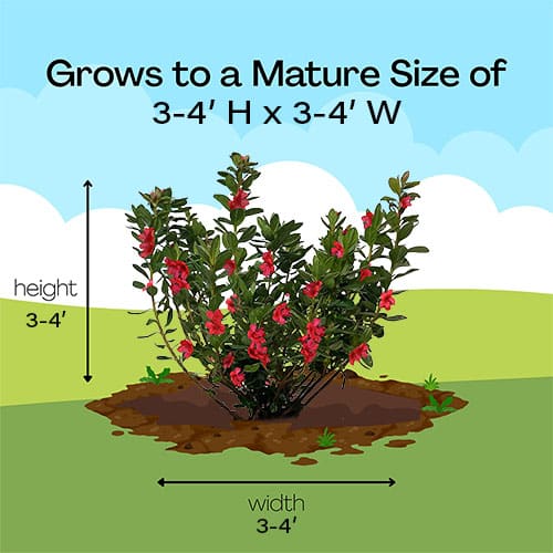 Azalea, Midnight Flare - Image 5