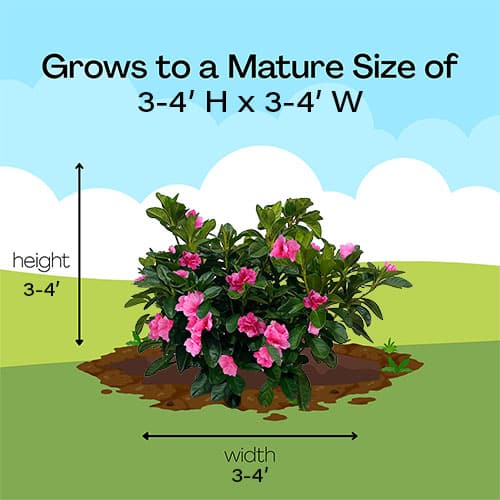 Azalea, Pink Ruffle (2.25 Gallon) - Image 6