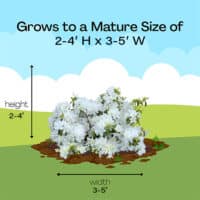 Azalea, Delaware Valley White – Plants Direct To You