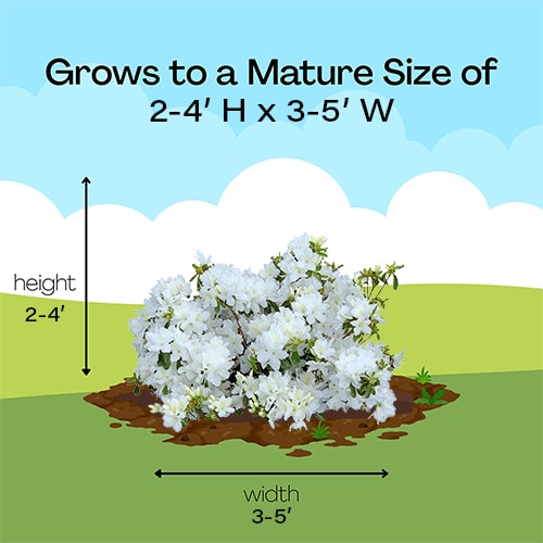 Azalea, Delaware Valley White - Image 6