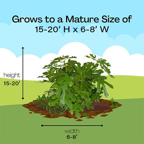 Fig, Kadota Shrub (2.5 Quart) - Image 7