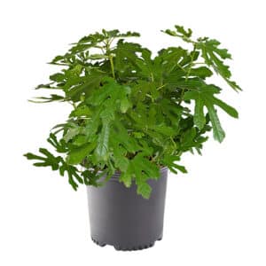 Fig, Kadota Shrub (2.5 Quart)