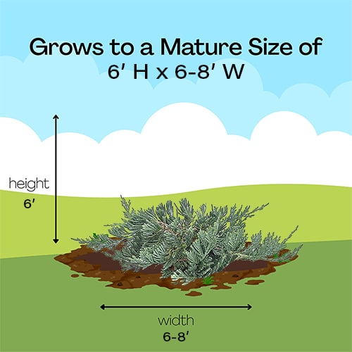 Juniper, Blue Rug 1 Gallon - Image 6