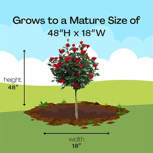 The Petite Knock Out® Rose Tree Plant with Fire Engine, Non Fading Blooms (12 inch Decorative Pot) - Image 9