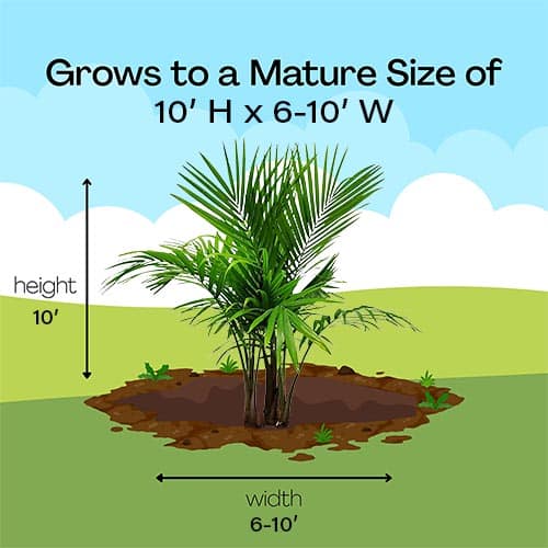 Palm, Majesty 10" - Image 7