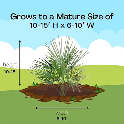 Palm, European Fan - Image 6