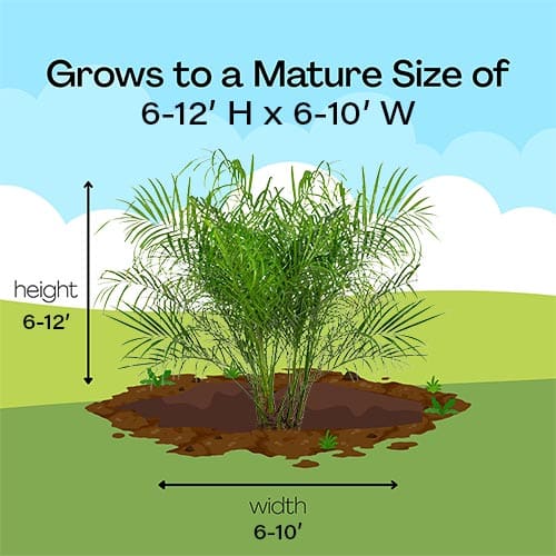 Palm, Robellini - Image 6