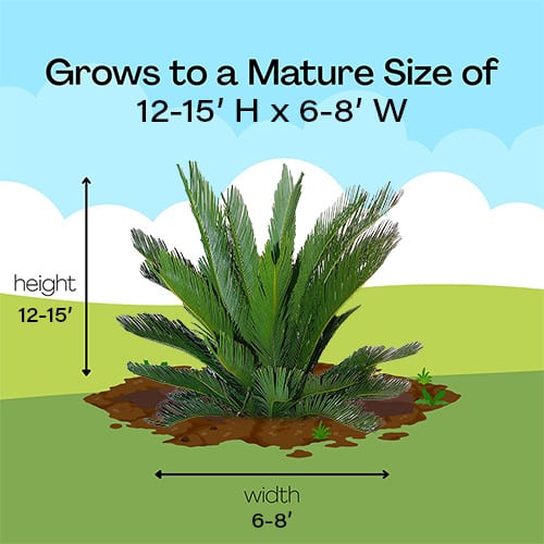 Palm, Sago - Image 6