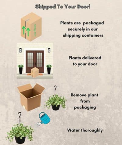 Pothos, Golden (10" Hanging Basket) - Image 5