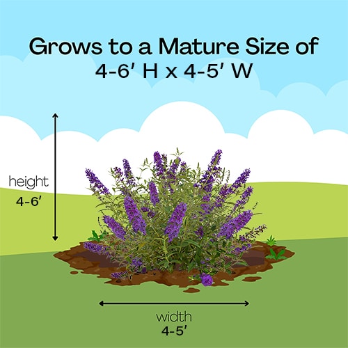 FIRST EDITIONS Buddleia Psychedelic Sky Shrub (2 Gallon) - Image 8