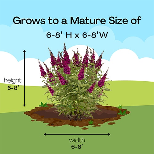 FIRST EDITIONS Buddleia Funky Fuchsia Shrub (2 Gallon) - Image 11