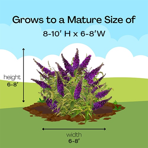 FIRST EDITIONS Buddleia Groovy Grape Shrub (2 Gallon) - Image 8