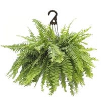 Fern Boston Hanging Basket 10 inch  Plants Direct To You