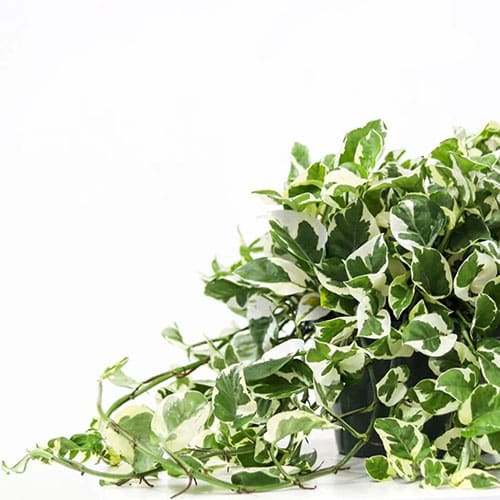 Pothos, Golden (10" Hanging Basket) - Image 2