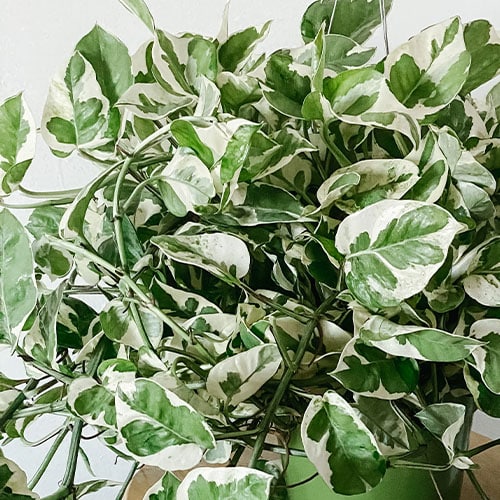Pothos, Golden (10" Hanging Basket) - Image 3