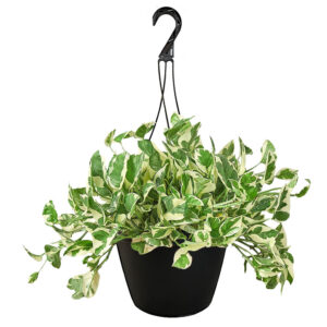 Pothos, Golden (10" Hanging Basket)