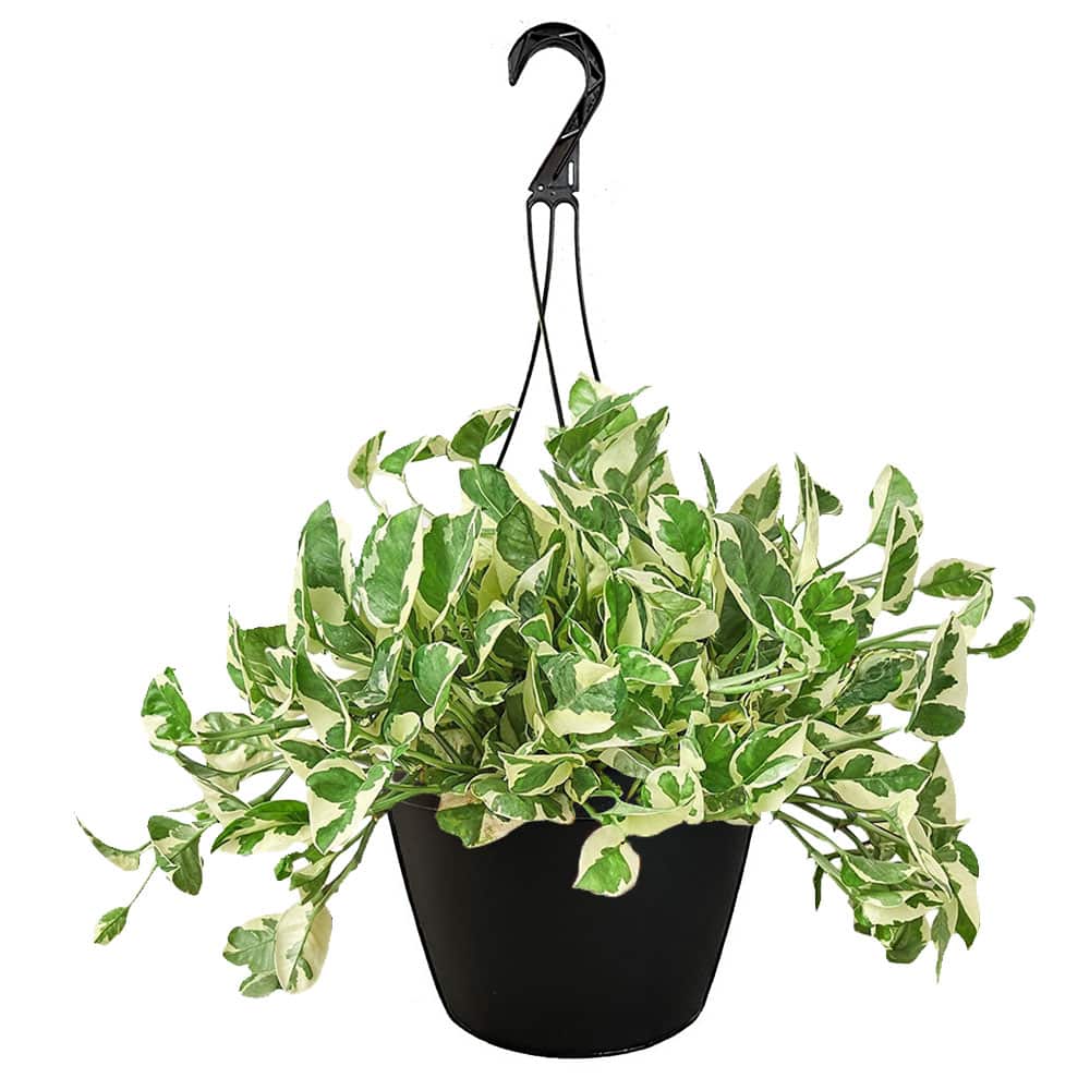 Pothos, Golden (10" Hanging Basket)