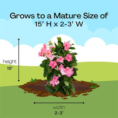 Mandevilla Pink 10 inch - Image 6