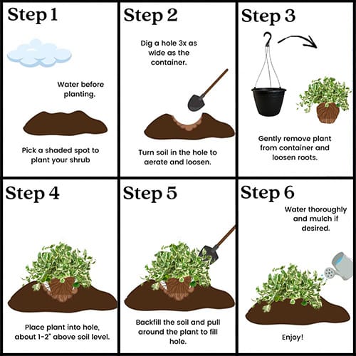 Pothos, Golden (10" Hanging Basket) - Image 6