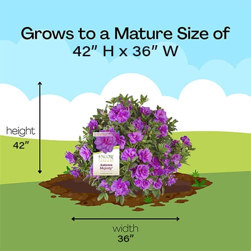 Encore Azalea Autumn Majesty Shrub - Image 8