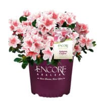 Antonia flowers Revival 専用 encore-azalea-shrubs-bushes-