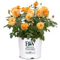 Proven Winners Rose At Last (2 Gallon) – Plants Direct To You