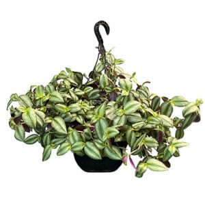Wandering Jew Plant 10" Hanging Basket