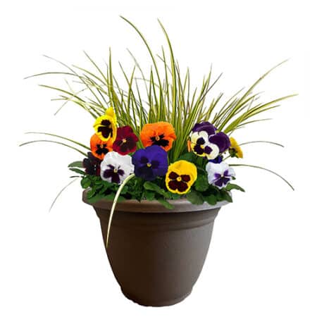 Pansy Annual Plant with Multi-Colored Blooms and Acorus Grass (11 inch Pot)