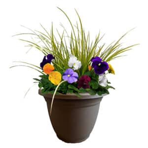 Pansy Annual Plant with Pastel Colored Blooms and Acorus Grass (11 inch Pot)