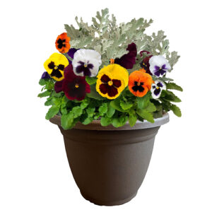 Pansy Annual Plant with Multi-Colored Blooms and Dusty Miller (11 inch Pot)