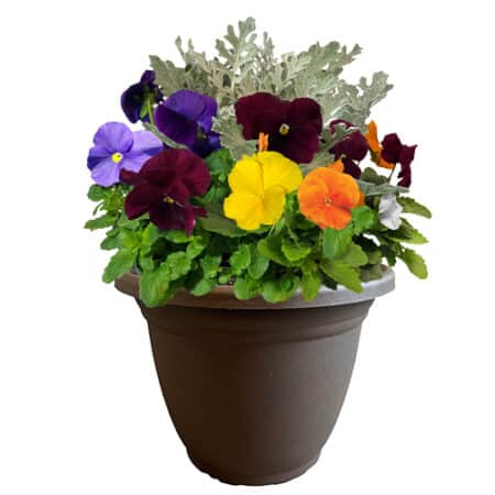 Pansy Annual Plant with Pastel Colored Blooms and Dusty Miller (11 inch Pot)